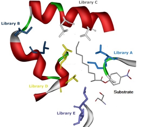 active site design
